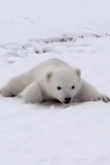  北极熊宝宝[中文字幕].Britain's.Polar.Bear.Cub.2018.1080p.WEB-DL.H264.AAC-SONYHD 1.79GB 